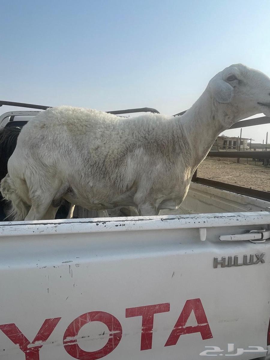 للبيع غنم حيل ومعزاء64244772021506110