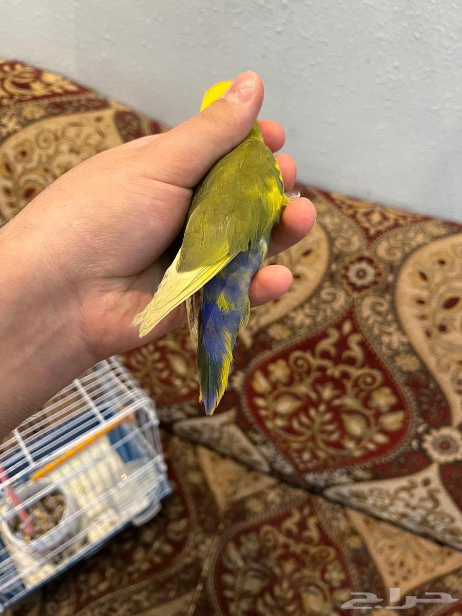 انثى روز اليفه وهدد بسعر خرافي لاتفوتكم64248907105794114