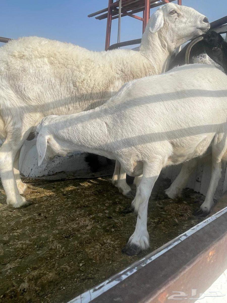 للبيع غنم حيل ومعزاء64244772021506114