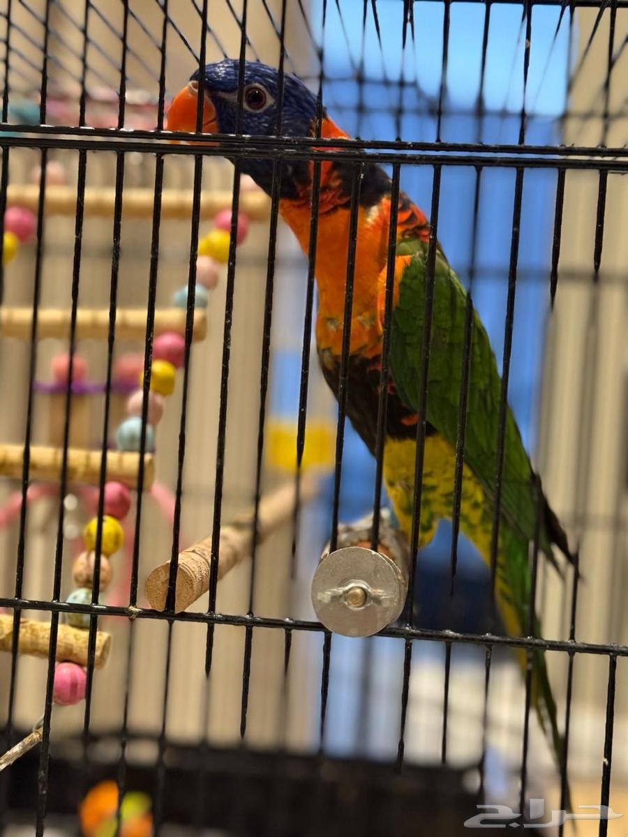 Lori is 6 months old, friendly, cute, and playful64249424797953110