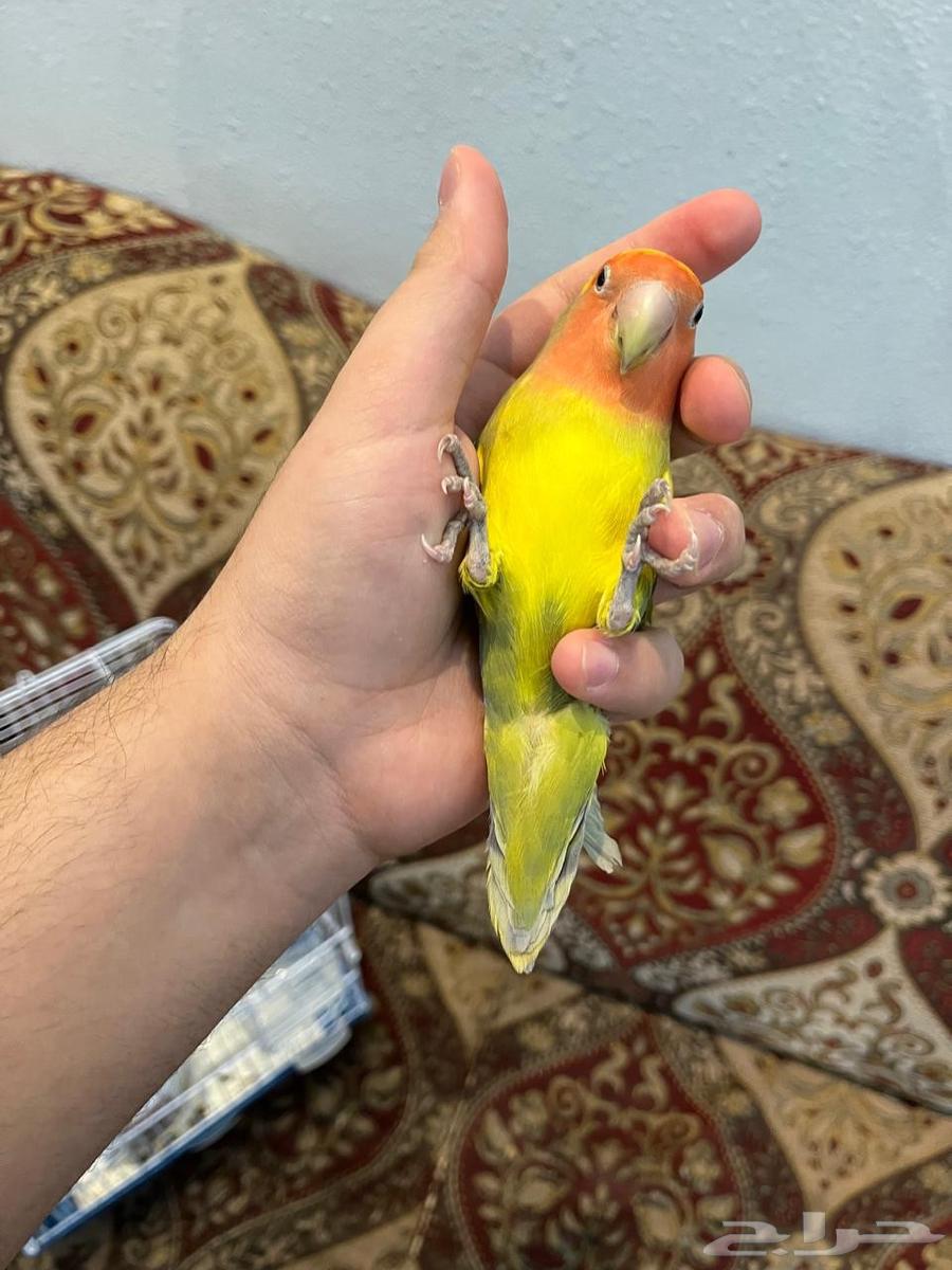 انثى روز اليفه وهدد بسعر خرافي لاتفوتكم64248907105794113