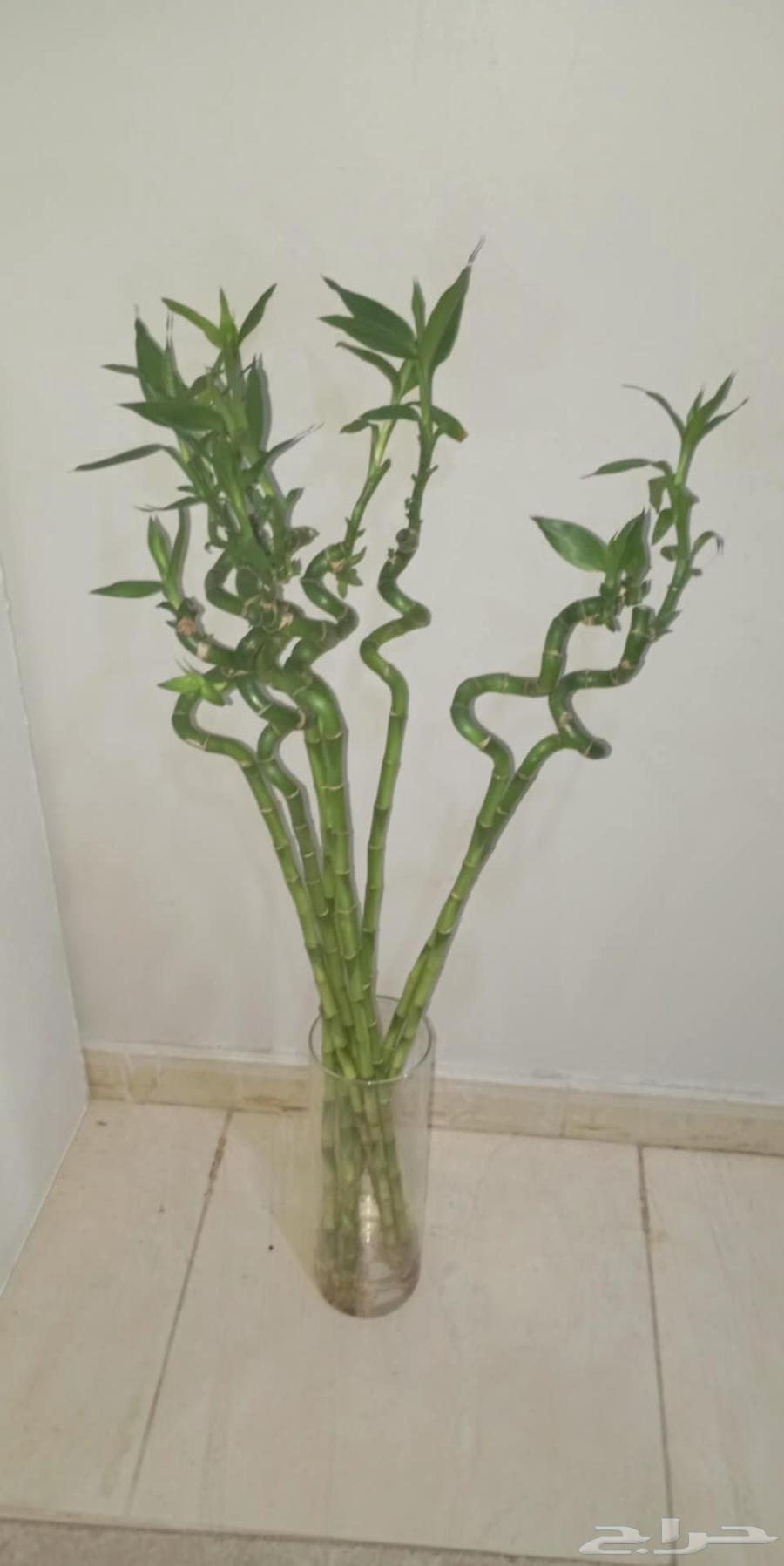 اخر 3 بوتس اخر ساق بامبوا مقاس 50 سم64235635615617112