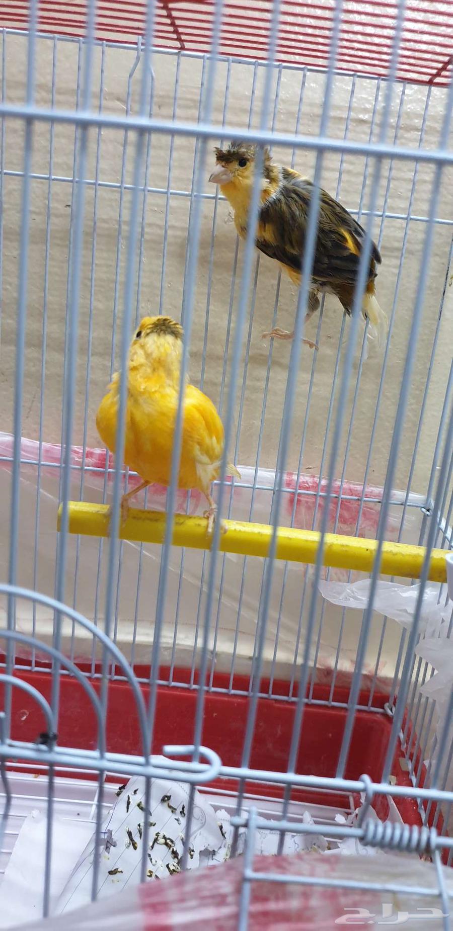 طيور كناري64251106253955112