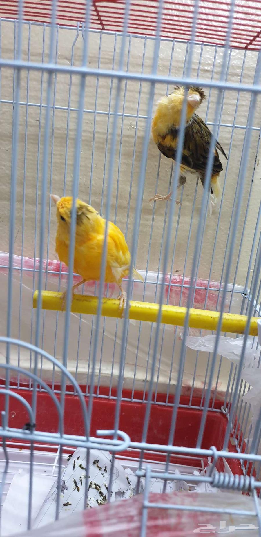 طيور كناري64251106253955113