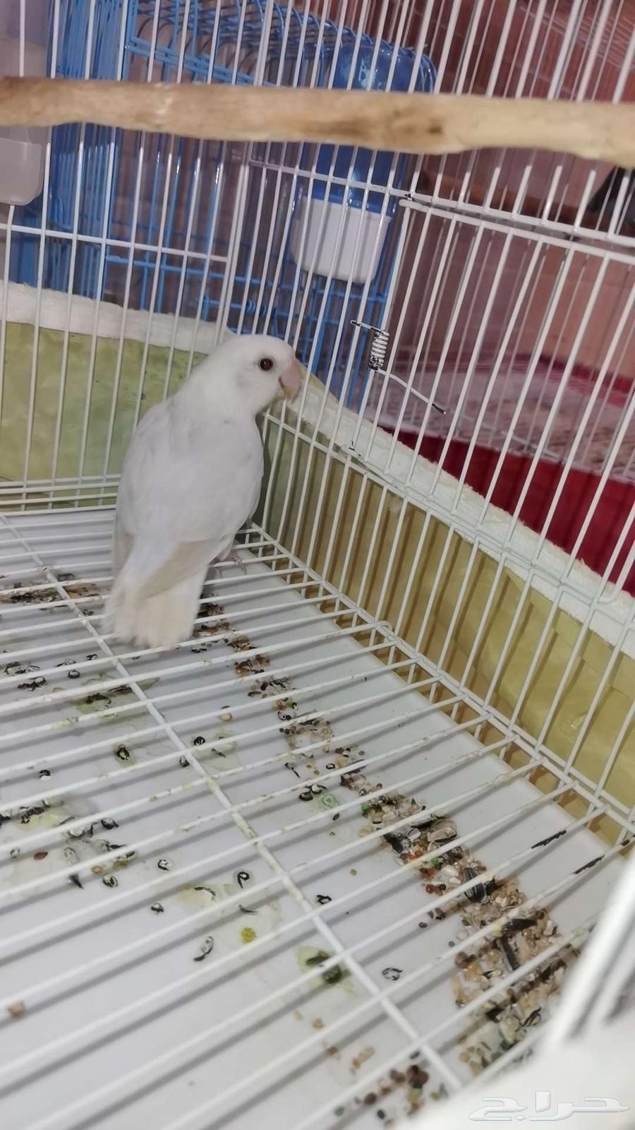 للبيع روز64257576257539110