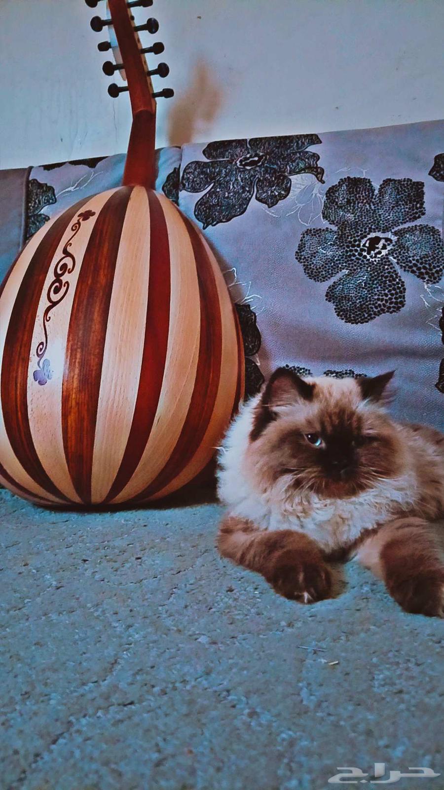 عود بحريني اخو الجديد64262851675266110