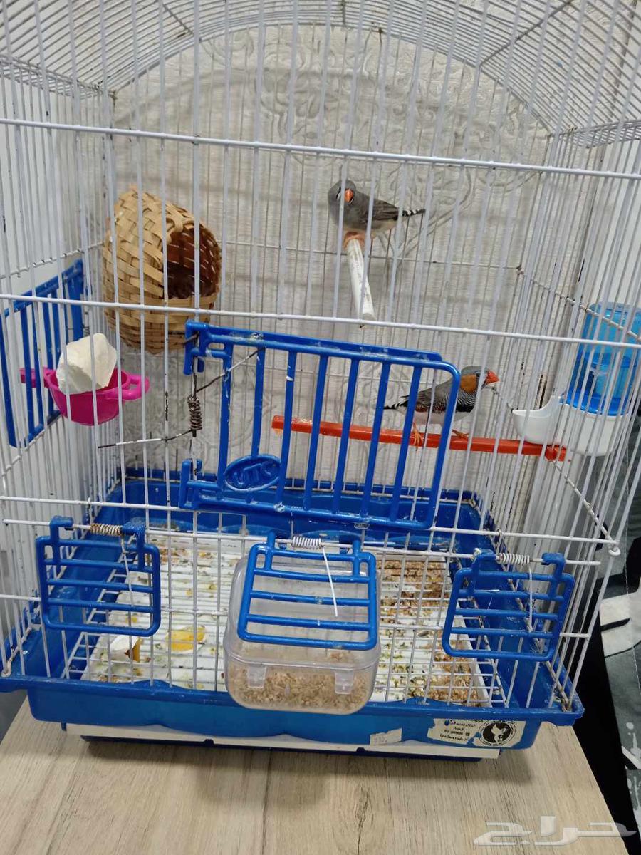 Zebra for sale with accessories, price 135, contact via WhatsApp only64260786849025110