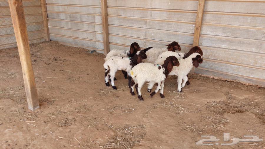 دواغير نعيم العدد 7 رخال64265605054081113