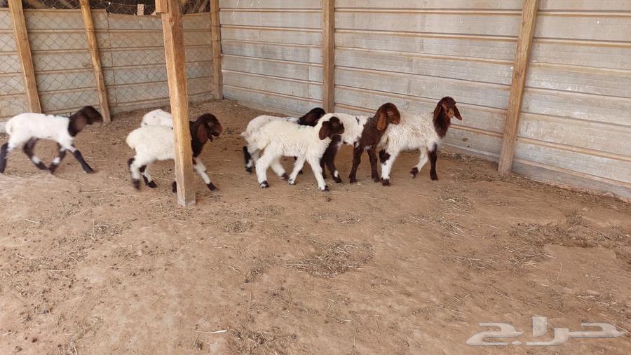 دواغير نعيم العدد 7 رخال64265605054081110