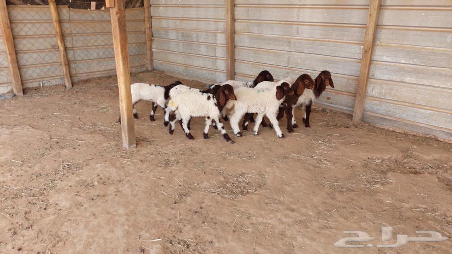 دواغير نعيم العدد 7 رخال64265605054081111