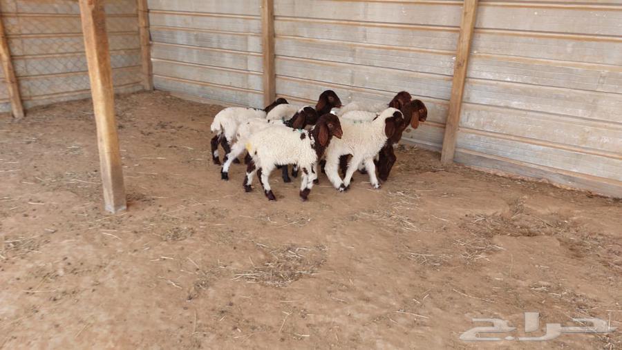 دواغير نعيم العدد 7 رخال64265605054081114