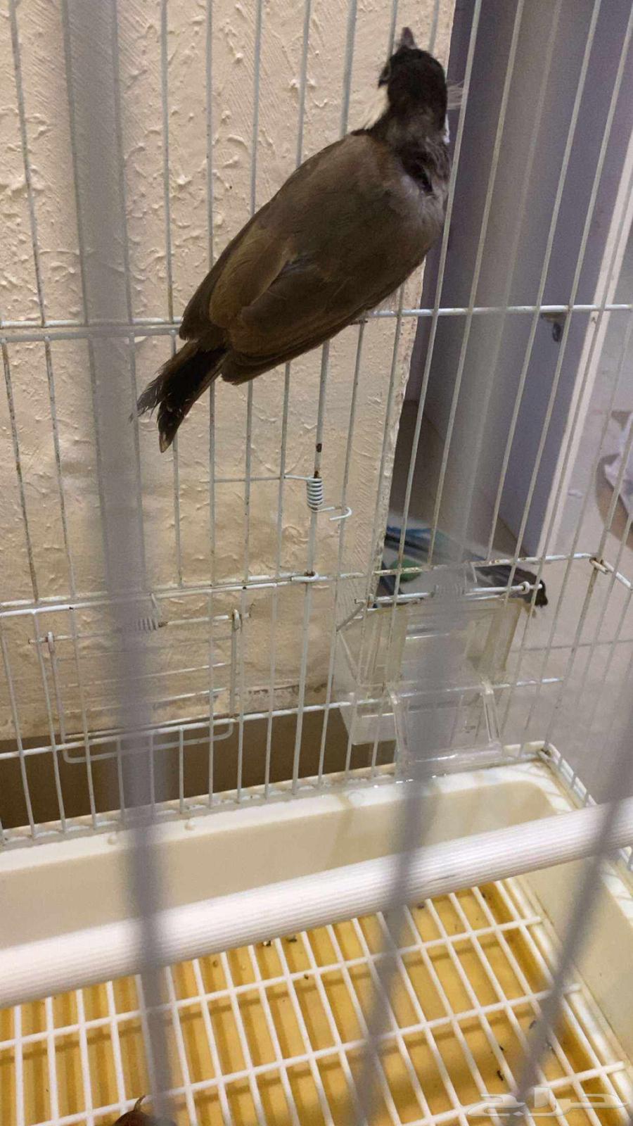 بلبل ذكر للبيع64265951377922110