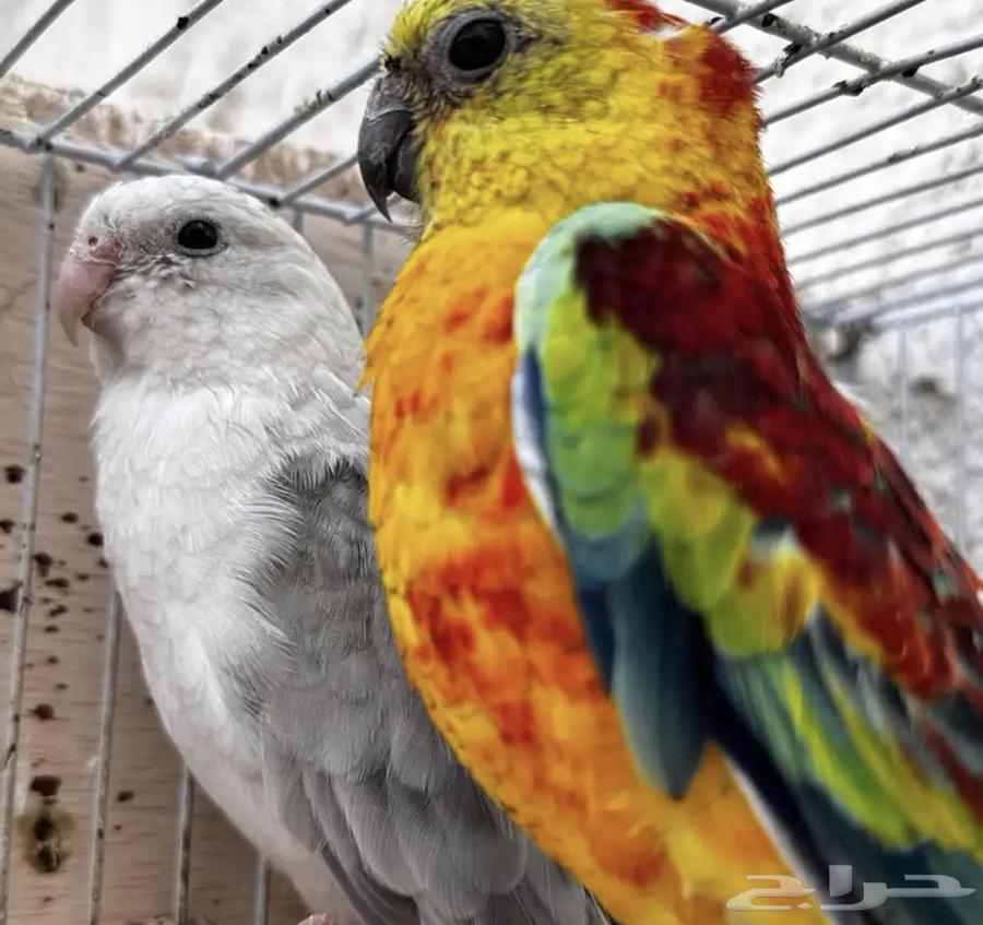 Bracket Pair Product64265941184770110