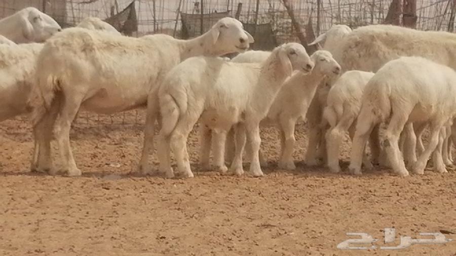 Sheep of Freedom Khalafat with Rams for Slaughter64258215673731111