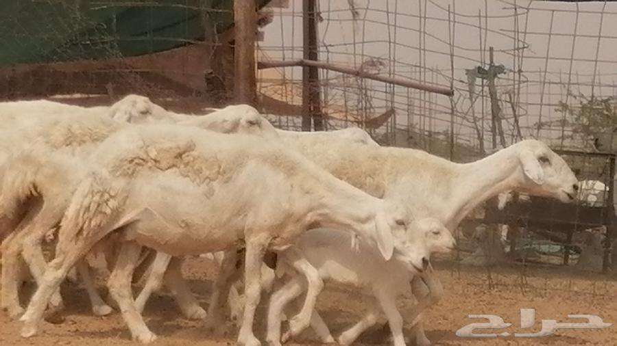 Sheep of Freedom Khalafat with Rams for Slaughter64258215673731114