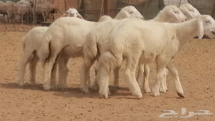 Sheep of Freedom Khalafat with Rams for Slaughter64258215673731112