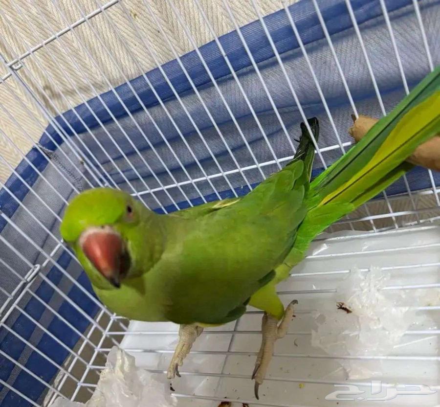 طيور للبيع64264611381633113