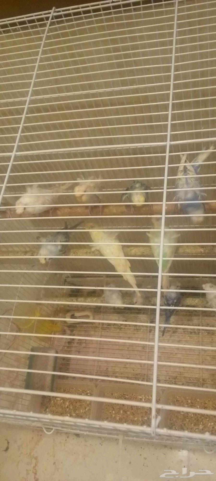 هوقو للبيع64262517565826113