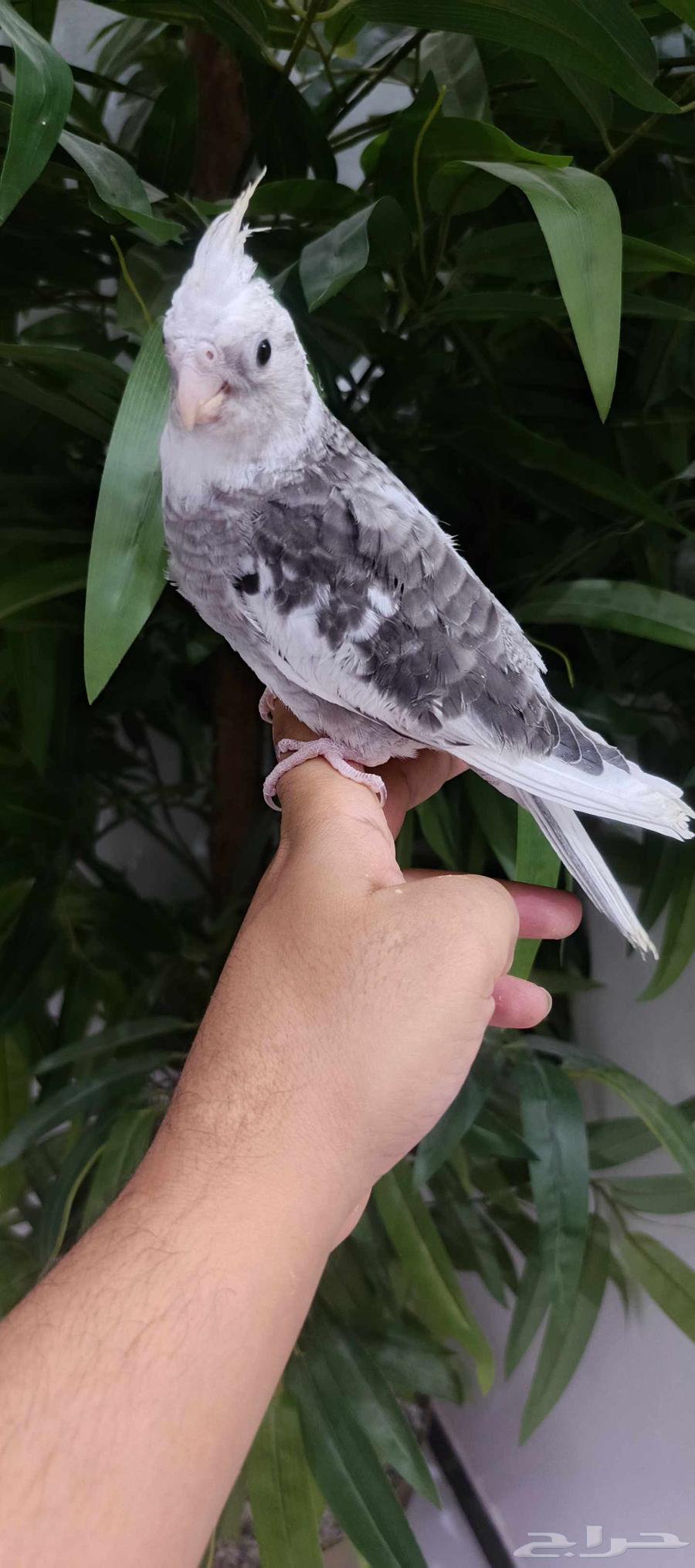 Dutch Canary Chicks for Sale, End Ghir, Tame64258879870978112