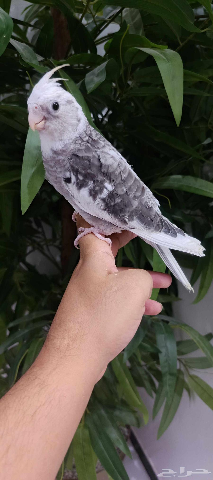 Dutch Canary Chicks for Sale, End Ghir, Tame64258879870978111