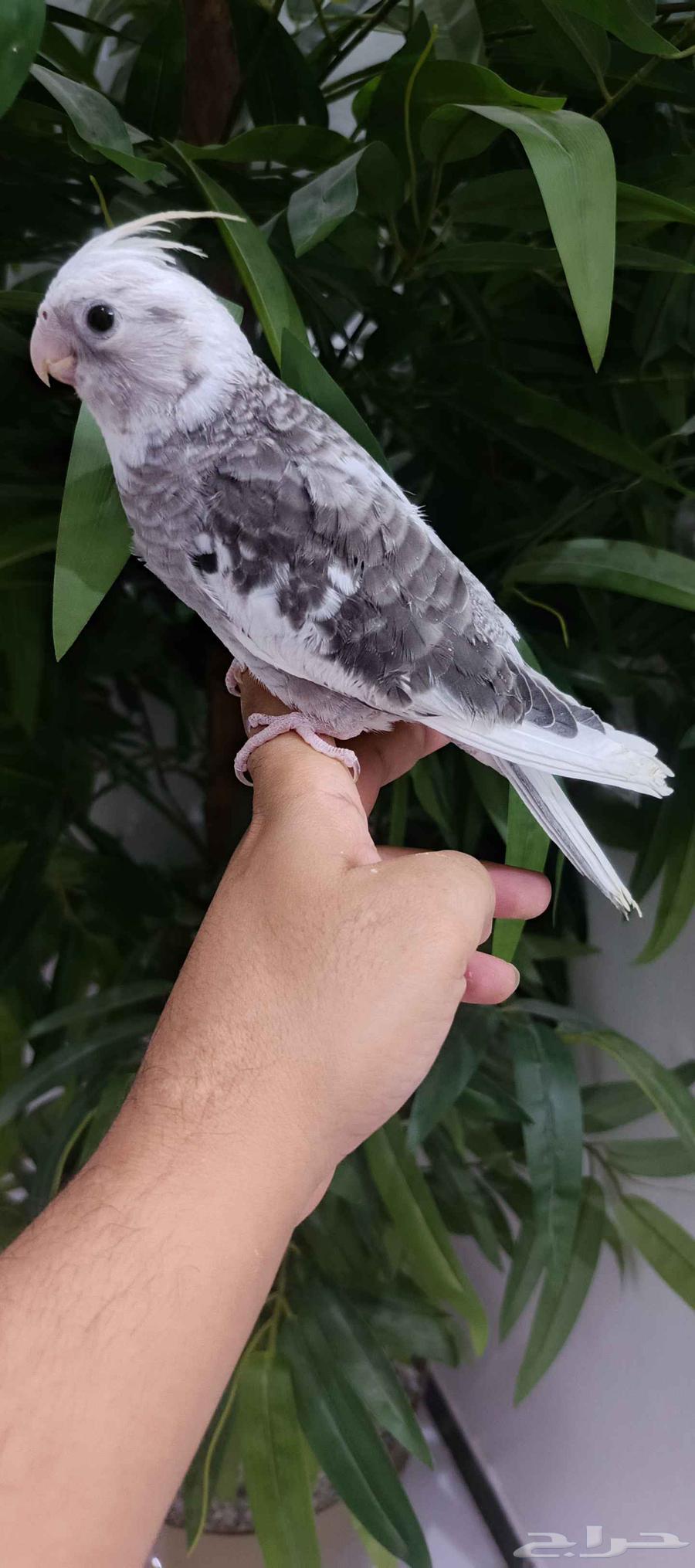 Dutch Canary Chicks for Sale, End Ghir, Tame64258879870978110