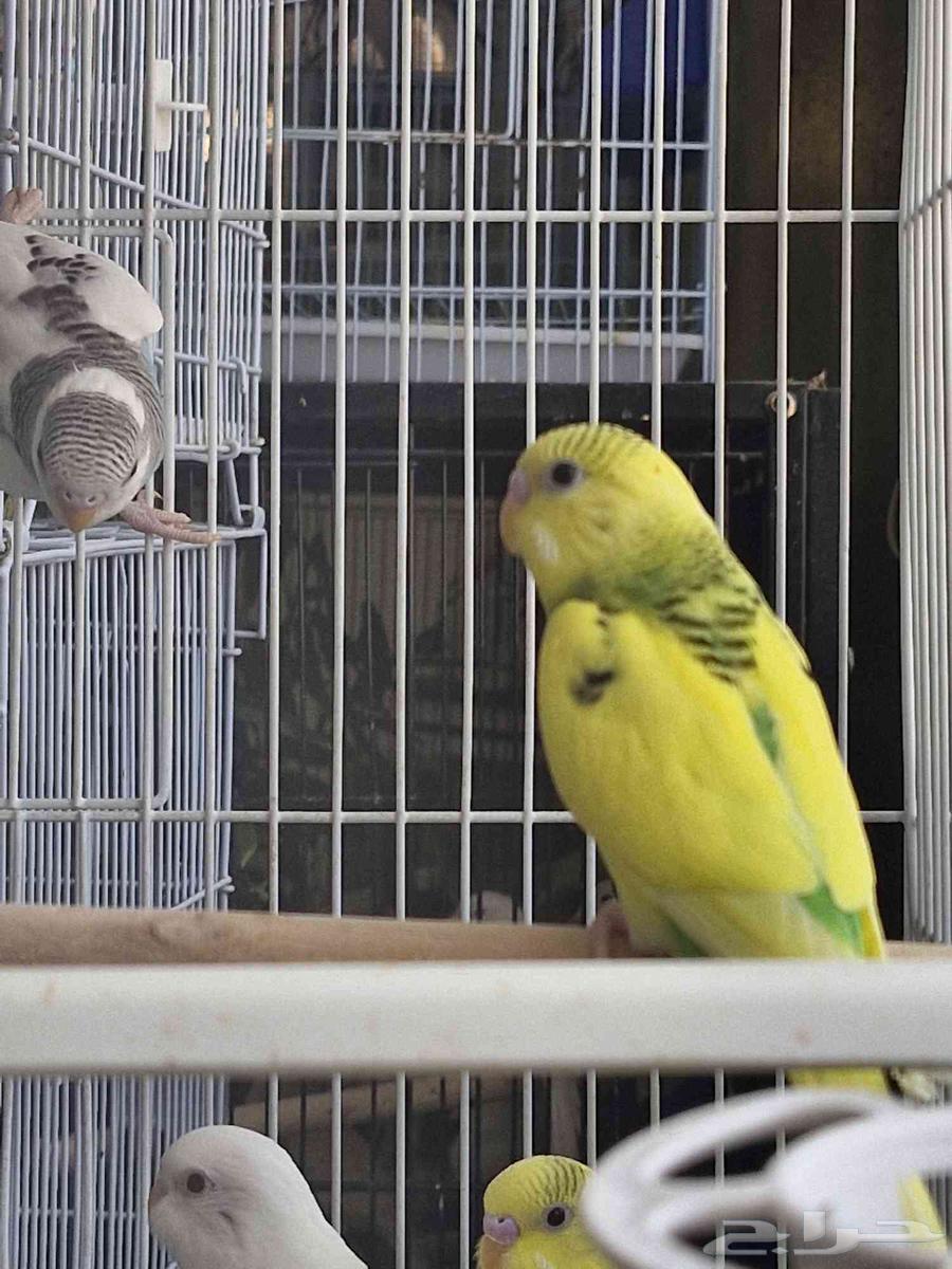 بادجي انتاجي للبيع64264809659778111