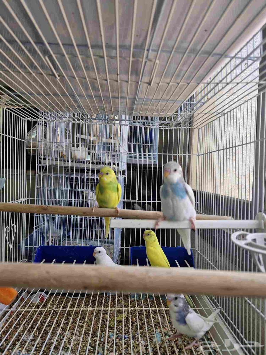 بادجي انتاجي للبيع64264809659778113