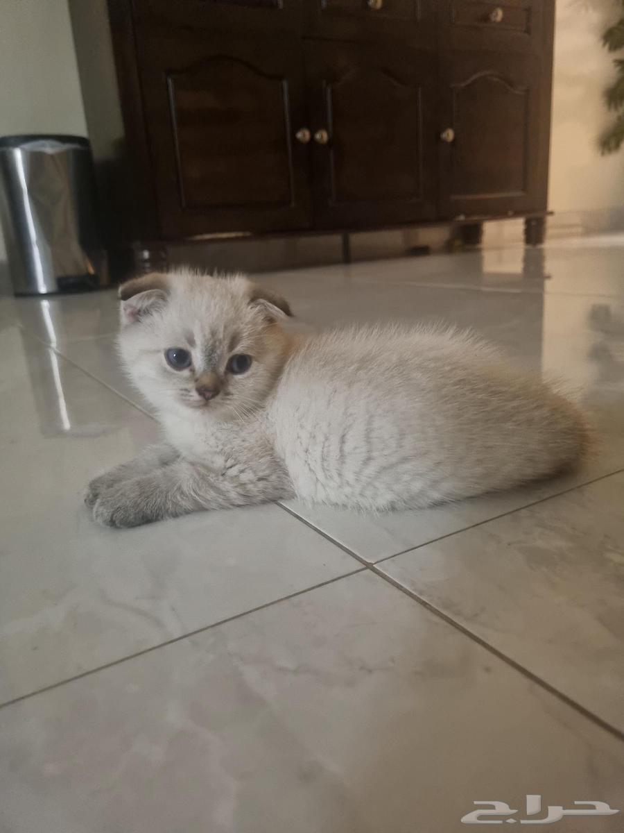 قطط كتن للبيع64258062533633112