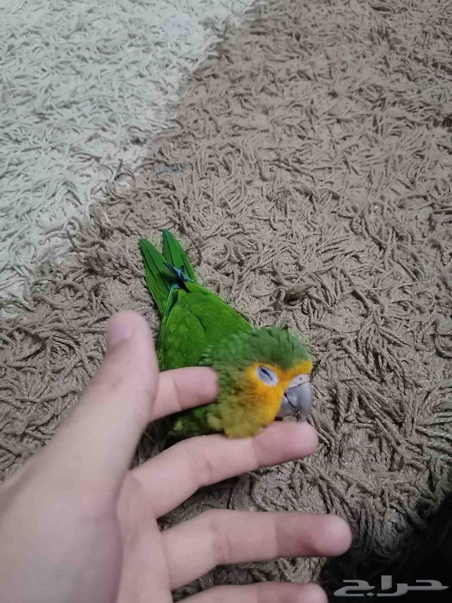 كنيور براون ثروتد من النوادر64266328553218111