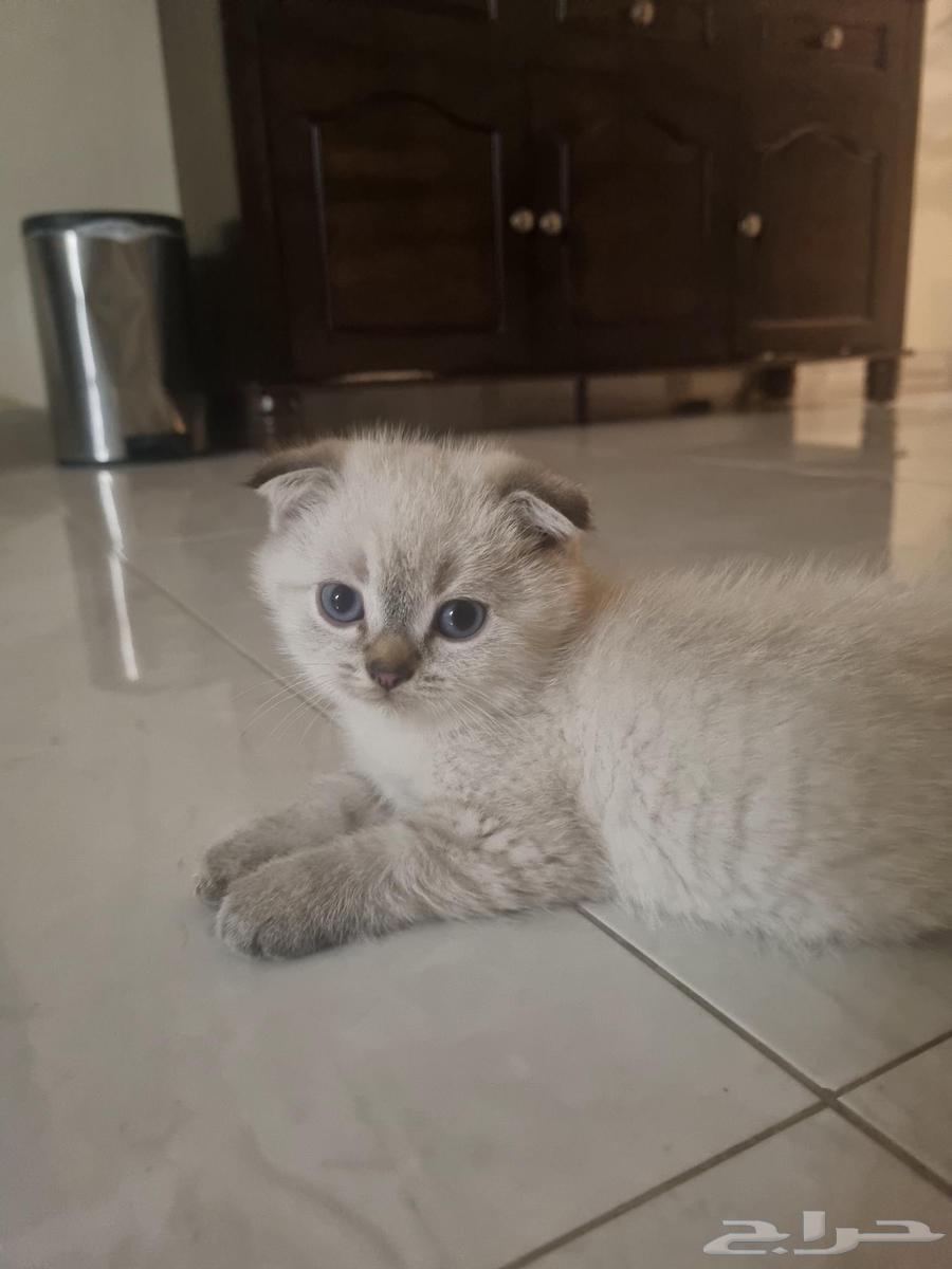 قطط كتن للبيع64258062533633111