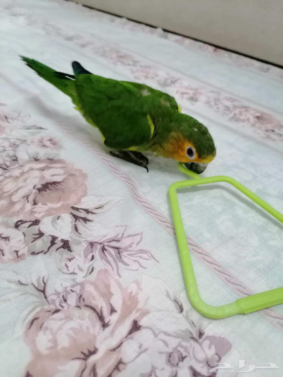 كنيور براون ثروتد من النوادر64266328553218113