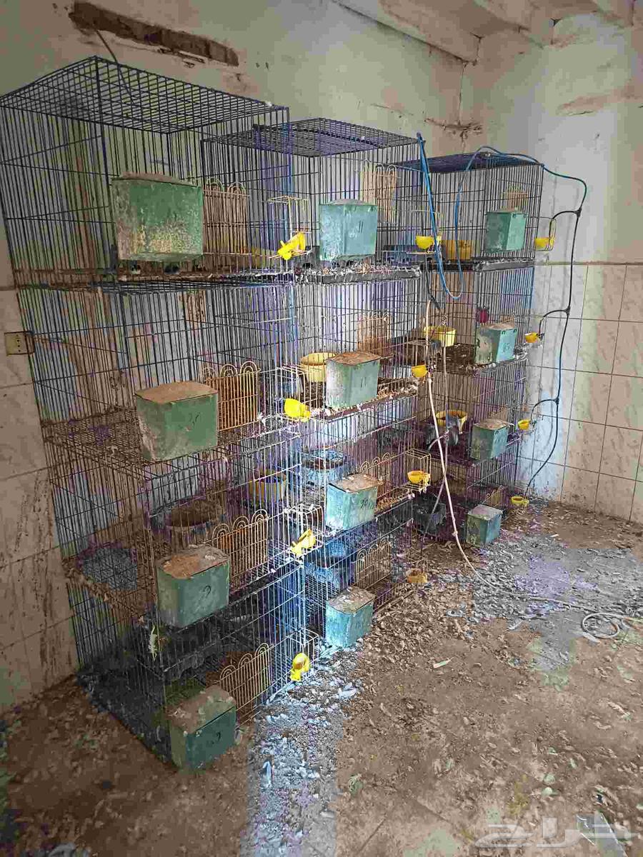 محاكر حمام للبيع كل محكر 464261527114113110