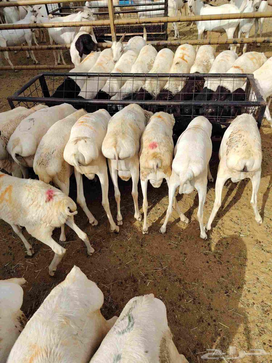 للبيع غنم بربري في مكه64265468183043110