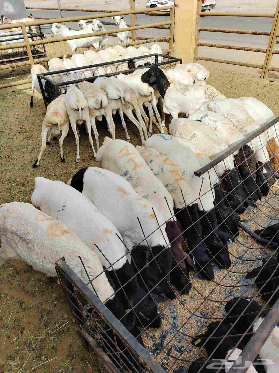 للبيع غنم بربري في مكه64265468183043113