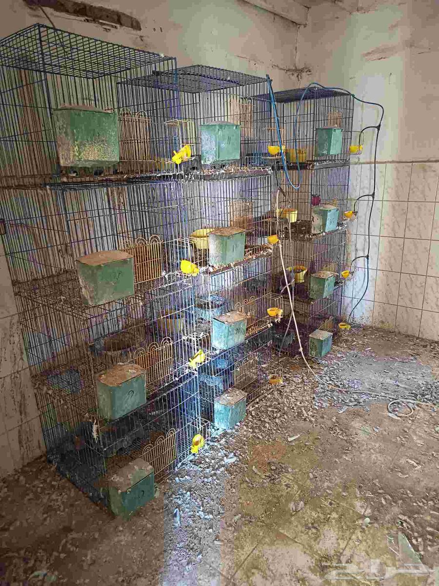 محاكر حمام للبيع كل محكر 464261527114113111