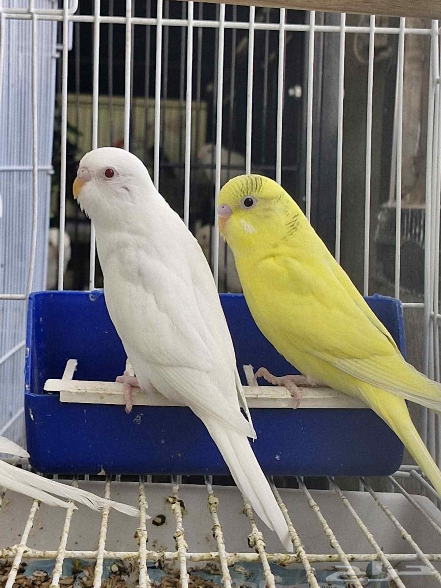 بادجي انتاجي للبيع64264809659778110