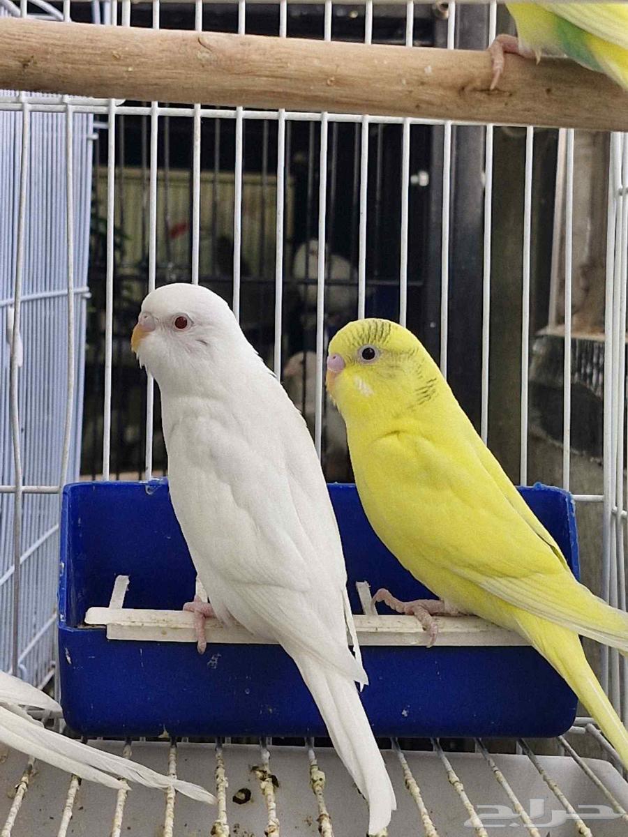 بادجي انتاجي للبيع64264809659778112