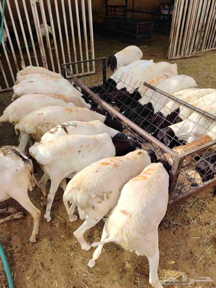 للبيع غنم بربري في مكه64265468183043112