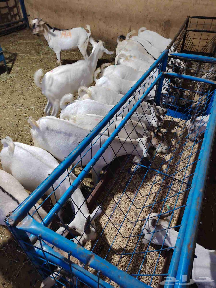 تيوس صوماليه متميزه64288285368323112