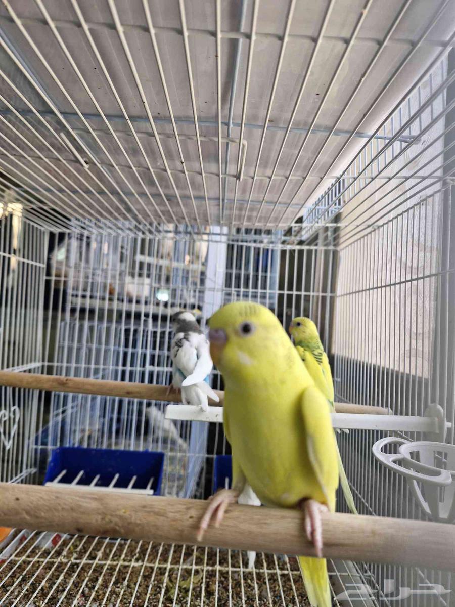 بادجي انتاجي للبيع64264809659778114