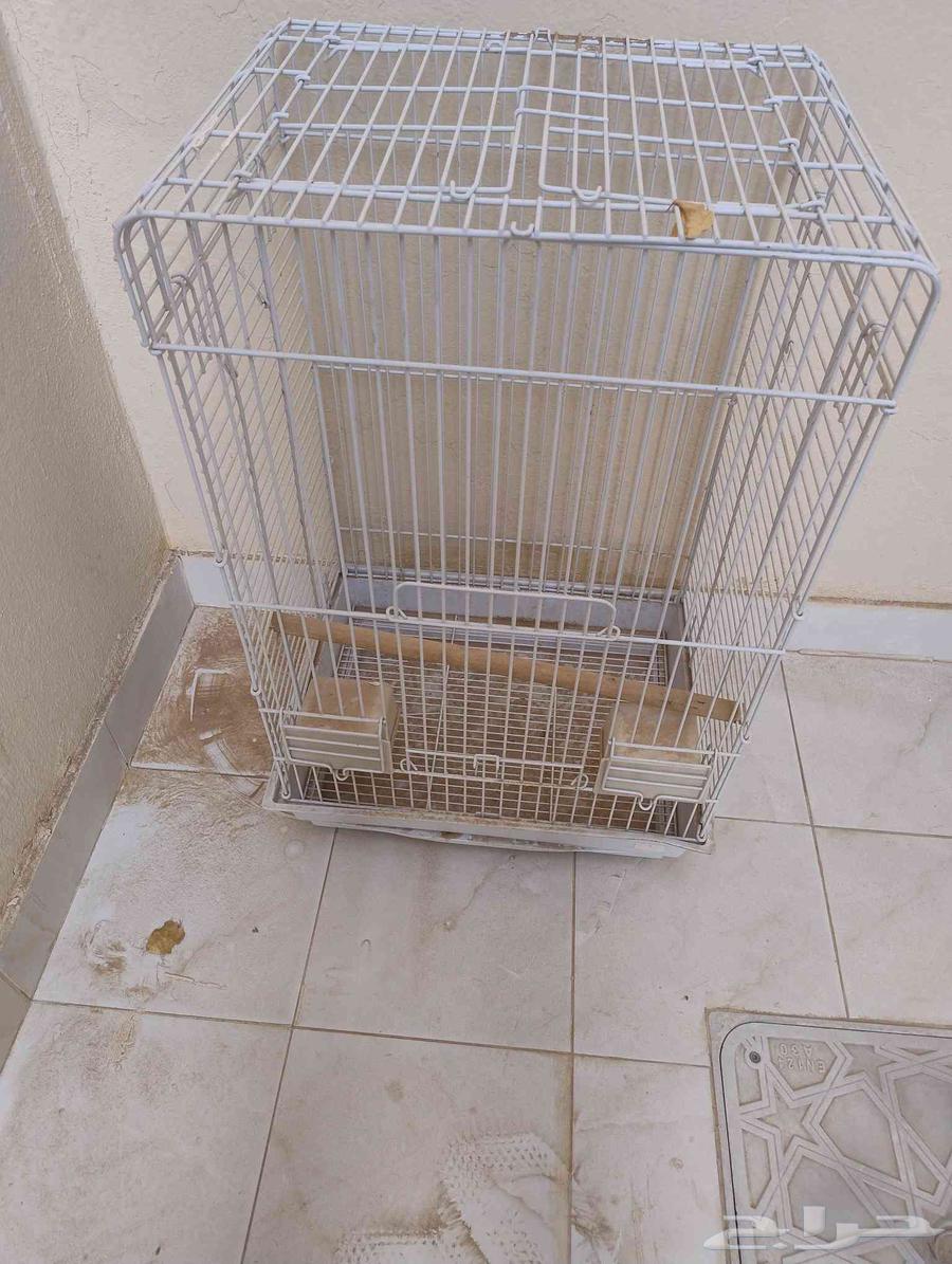 شبك ببغاء64424748099971111