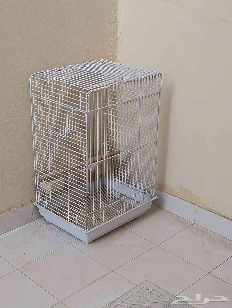 شبك ببغاء64424748099971110