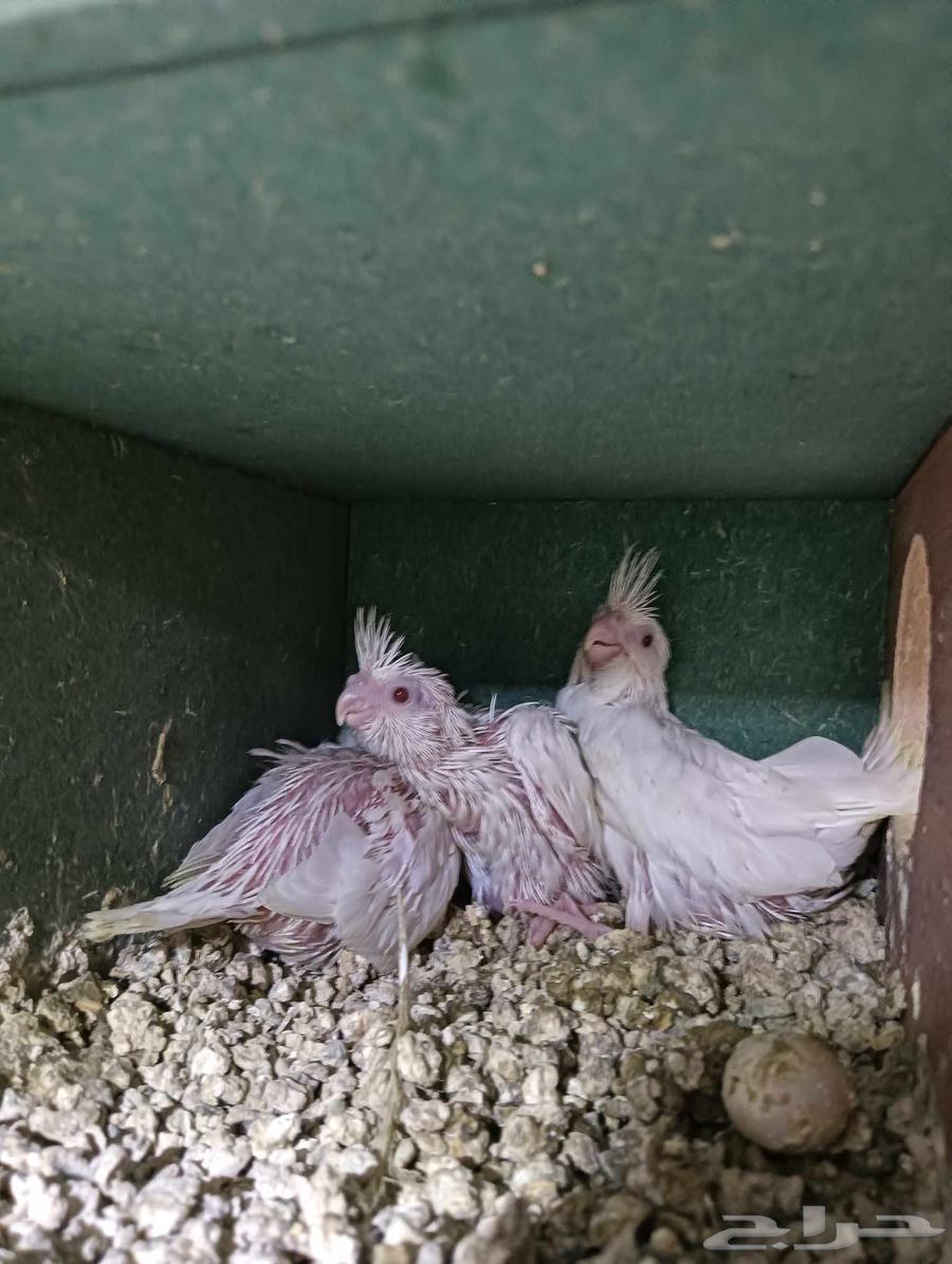 فروخ كروان سنيمون اينو64264110111747110