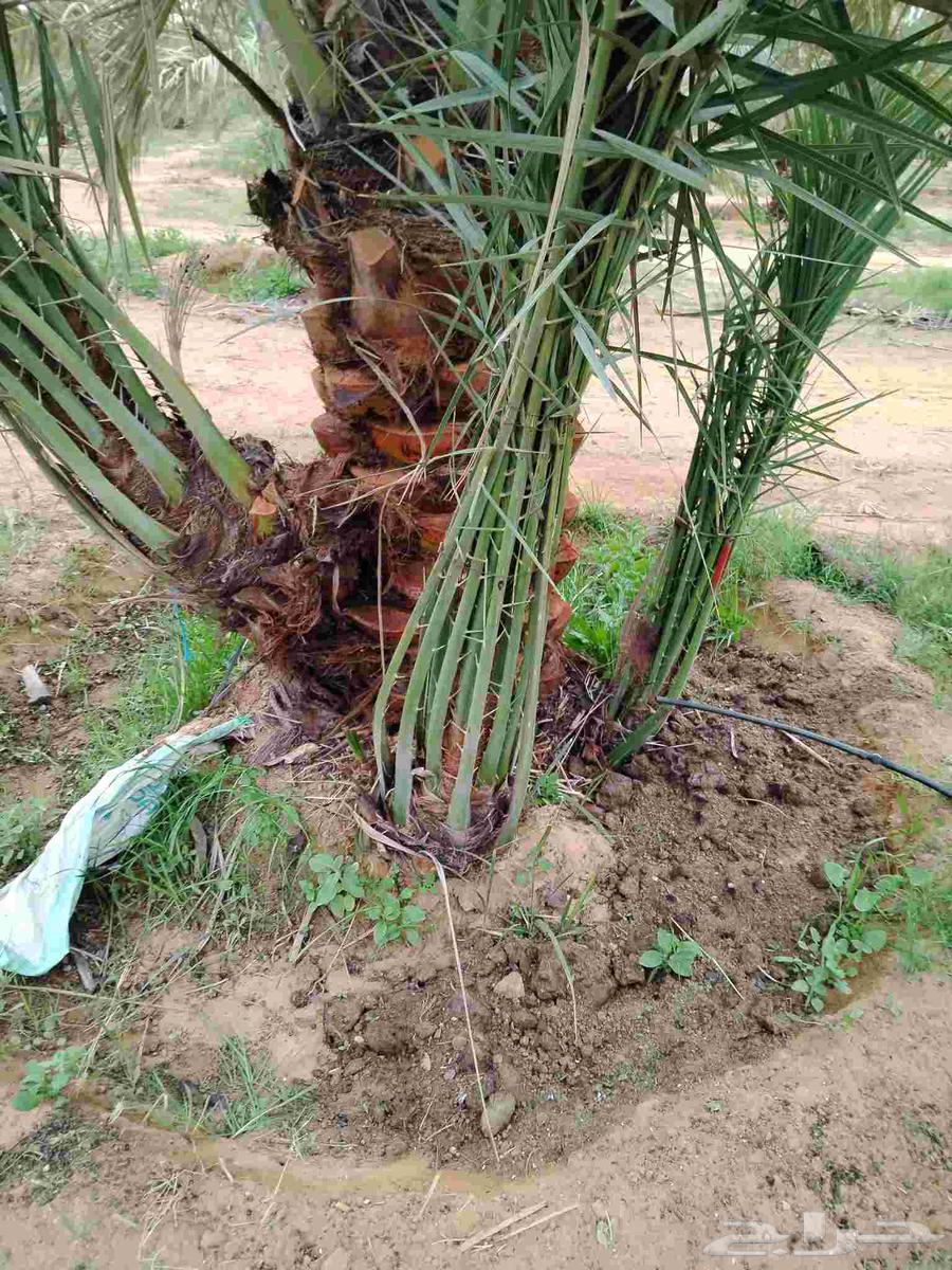 نخل للبيع64263719620354111