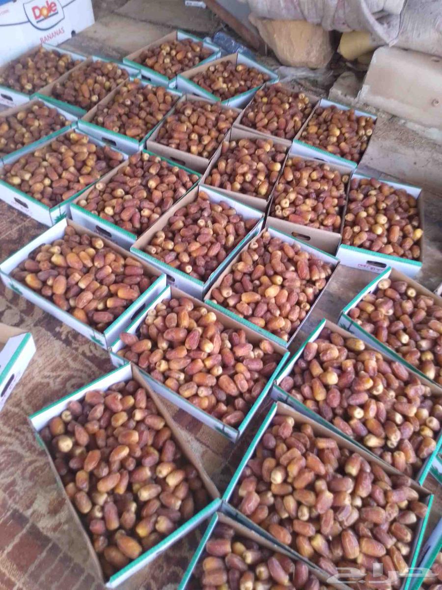 There is high-quality Sukkari dates, these are this year's harvest64263022398337111