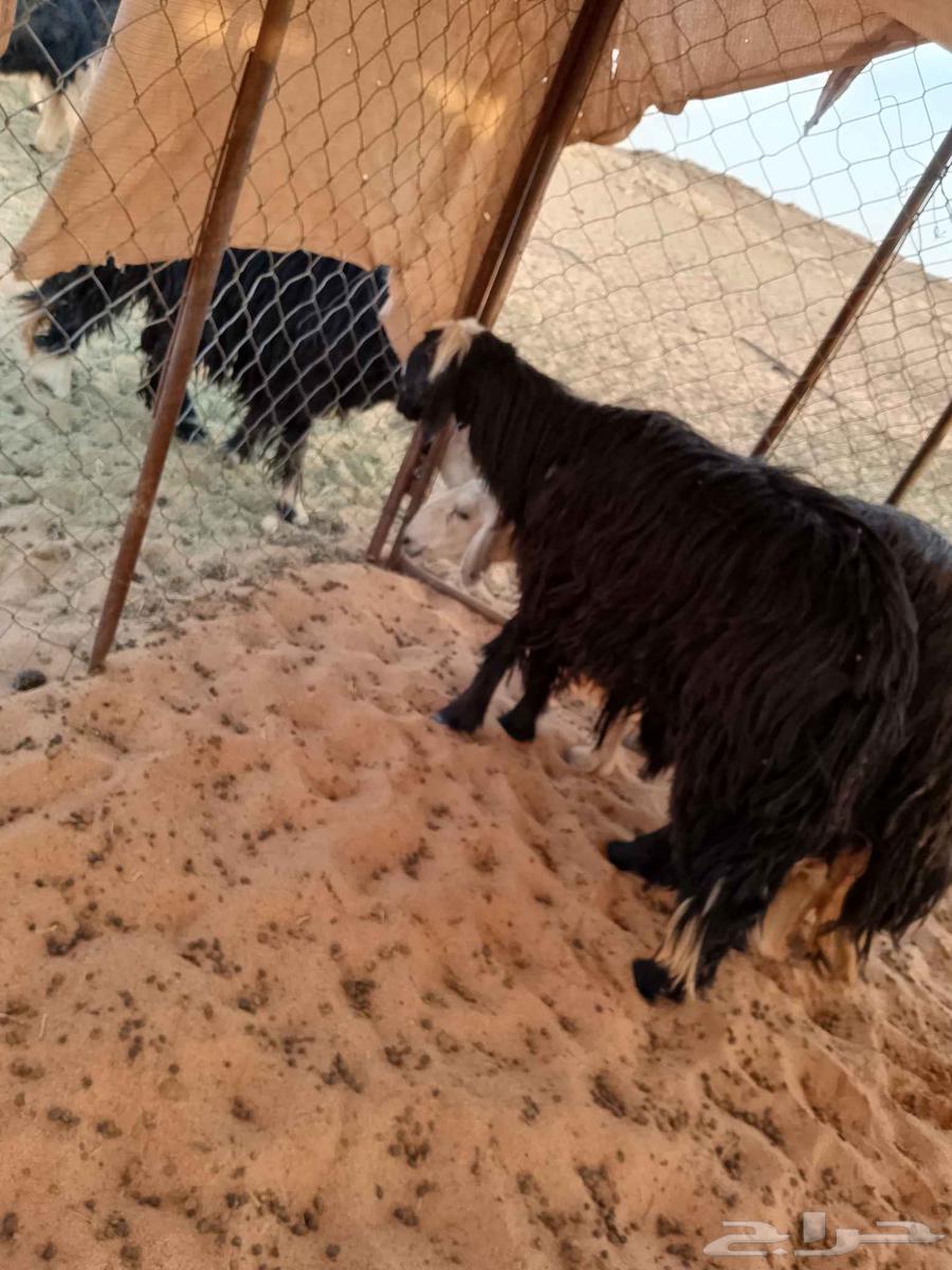 Two Najdi sheep, one mature and one sixth, for sale in Taimaa64240396046209114