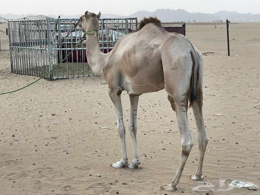 قعود أصيل للبيع64256924626435110