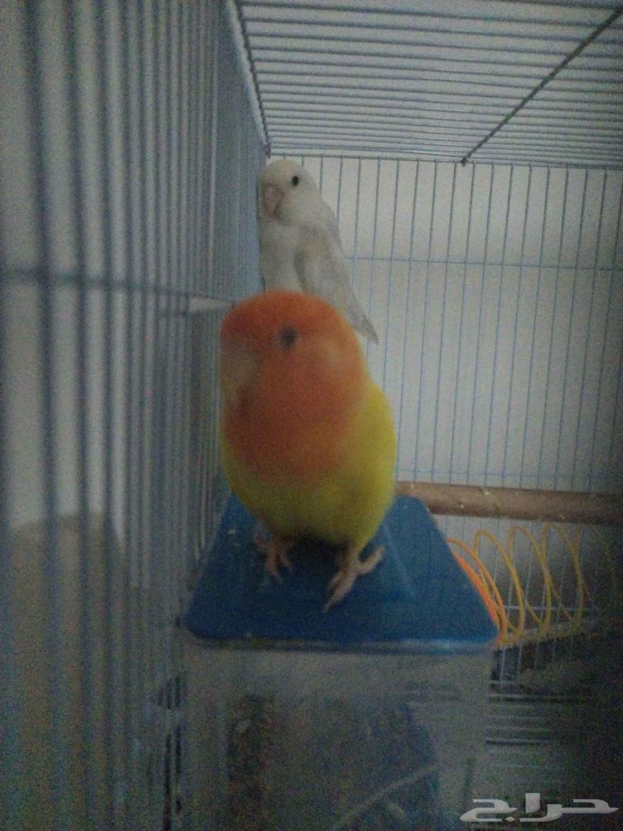 Five Rose Birds (Bird with Mate and Chicks)64260407936257111