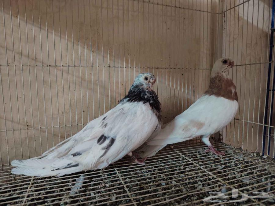 زوج حمام صوافه مستوى وانتاج64273322866307111