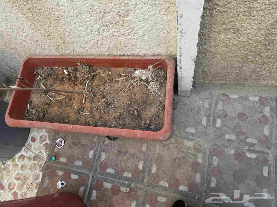 Used planters for sale in Riyadh, Al Manfuha area, with soil but no plants64262195309954112